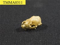 藏品(家蝠屬頭骨)的圖片